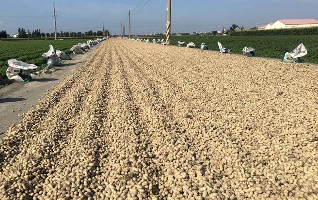 云林县府去年起协调乡镇市公所规画可晒花生的路段充当临时晒花生场，去年有3乡镇提供，今年有5乡镇申请109处路段（周丽兰摄））