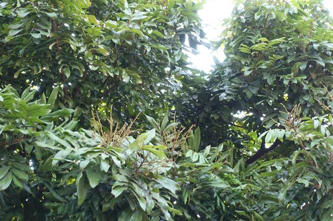 今年氣候異常導致龍眼著果率低。（周麗蘭攝）