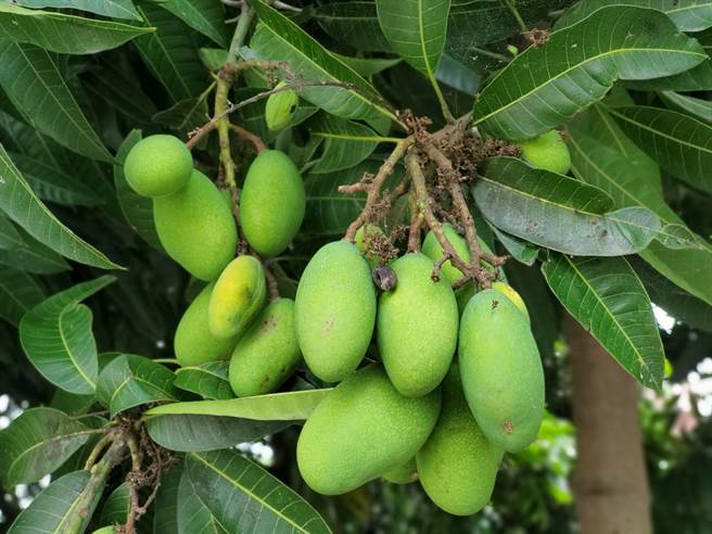 今年芒果的著果率也不佳。（周麗蘭攝）