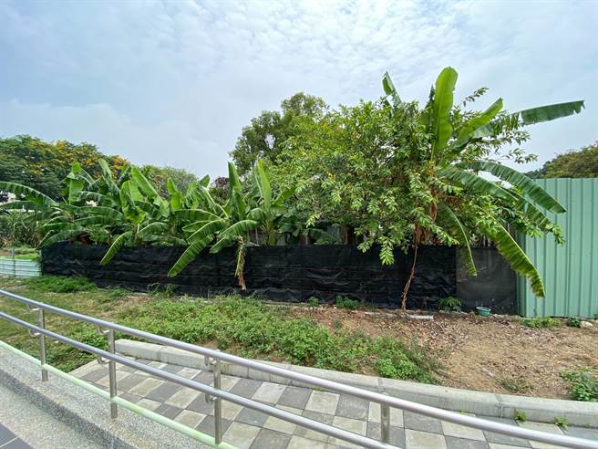 高雄轻轨C35凯旋武昌站今（5）日早上轨道被1只「鸡」给乱入，驾驶员等鸡通过后，才又继续行驶。（高捷提供）