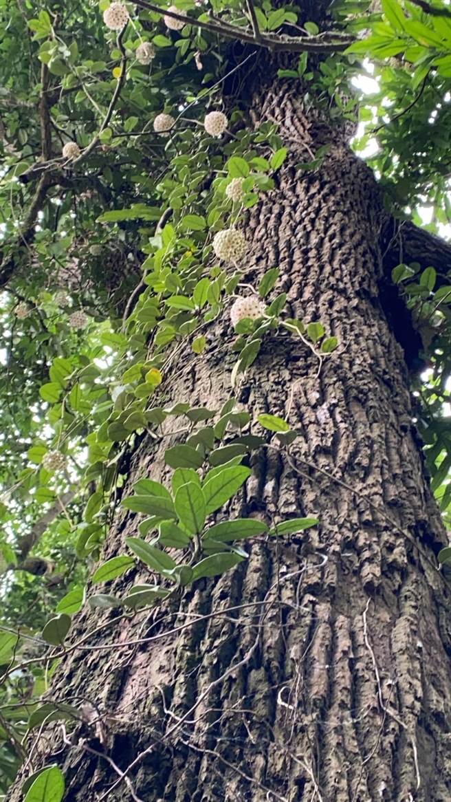 嘉义大学森林暨自然资源系教授詹明勋表示，民间自主性发起老树调查的精神，难能可贵。（东山175休閒农业区提供／张毓翎台南传真）