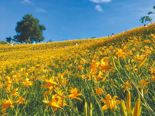 彰化縣花壇鄉虎山巖山坡近6公頃、3萬株金針花綻放。（虎山巖提供／吳敏菁彰化傳真）