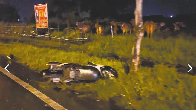 花莲一男子3日晚间骑机车行经台11丙线，疑雨天视线不良撞到牛只，人弹飞倒地送医不治。（警方提供／罗亦晽花莲传真）