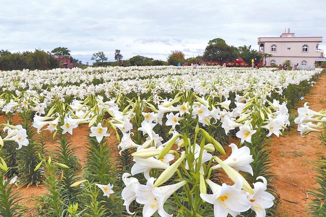 觀音祕境百合花海綻放 地方新聞 中國時報