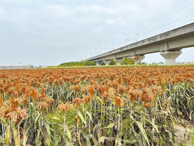 雲林縣在土庫和斗南試辦契作釀酒高粱，產量比其他縣市高，釀酒品質也相當好。（周麗蘭攝）