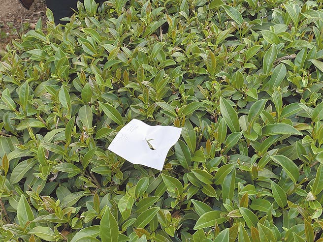 目前正值阿里山高山茶採茶季节，茶树上有写着人名的小纸片，是为防止茶农发现茶叶摘採不乾净却找不到负责的工人。（张亦惠摄）