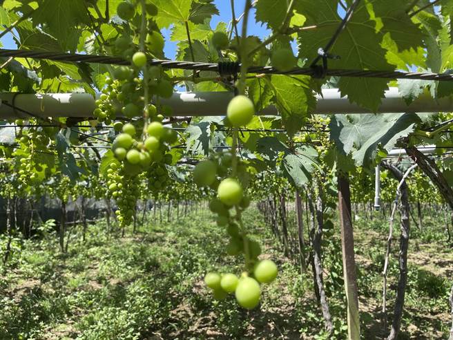 台中市巨峰葡萄今年因气候异常，授粉不良，结果率偏低，已达到天然灾害救助标准。（台中市农业局提供）