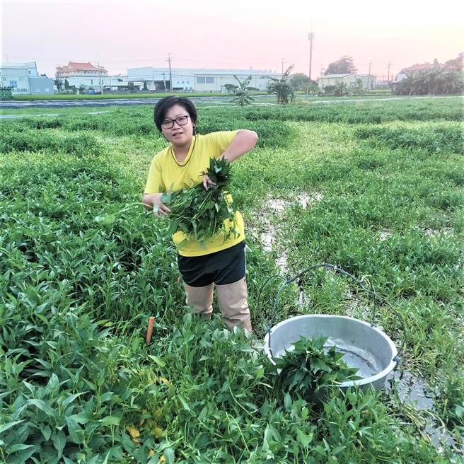 台中市大里区水蕹菜进入产期，青年农民尹彩萓呼吁市民可多购买在地、当季水蕹菜享用。（大里区农会提供／卢金足台中传真）