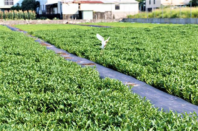 台中市大里区树王里盛产水蕹菜，近来盛产期吸引很多白鹭鸶飞舞，出现美丽田间风景。（大里区农会提供／卢金足台中传真）