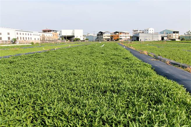台中市大里区树王里盛产水蕹菜，栽种面积约40多公顷。（大里区农会提供／卢金足台中传真）