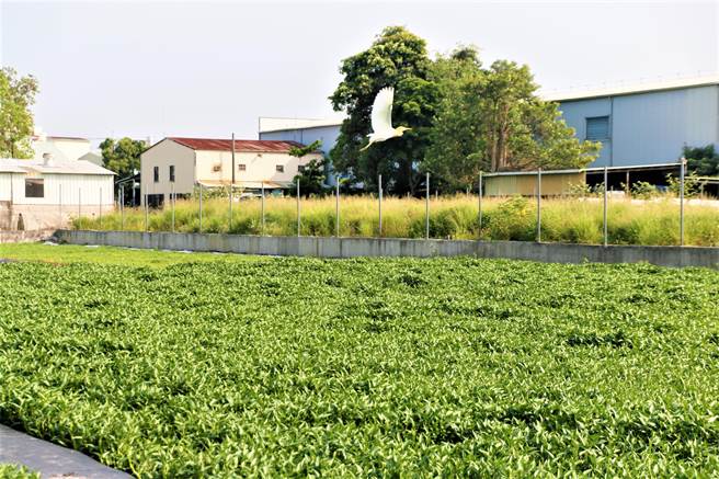 台中市大里区树王里盛产水蕹菜，近来盛产期吸引很多白鹭鸶飞舞，出现美丽田间风景。（大里区农会提供／卢金足台中传真）