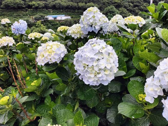 萬里繡球花季花況勝往年女模 網紅同場爭豔 寶島 中時 萬里繡球花季花況勝往年女模 網紅同場爭豔 寶島 中時