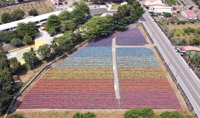 屏东凤梨彩绘田，为国境之南增添缤纷色彩。（屏县府提供／林和生屏东传真）