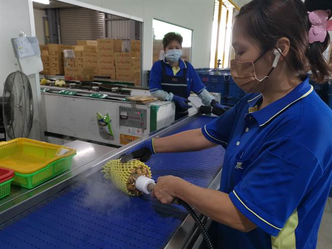 農改場研發的鳳梨切口蒸汽殺菌機套筒對準果梗切口，按壓開關進行殺菌，對鳳梨無明顯熱傷害。（劉秀芬攝）
