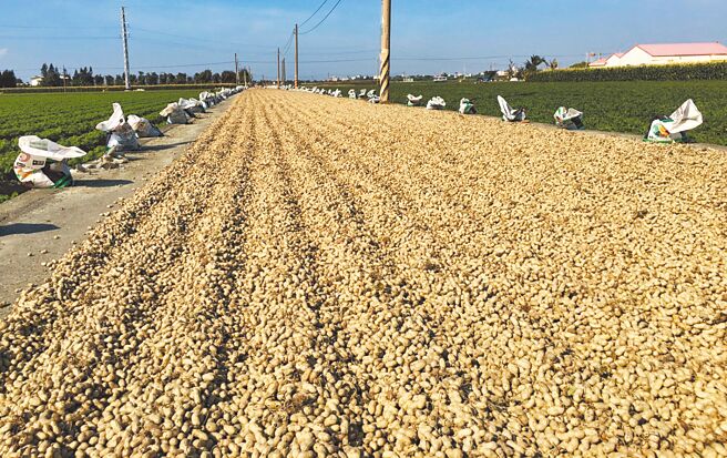 雲林縣府去年起協調鄉鎮市公所規畫可曬花生的路段充當臨時曬花生場，去年有3鄉鎮提供，今年有5鄉鎮申請109處路段。（本報資料照片）
