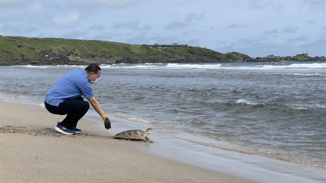 新北市长侯友宜亲手野放受伤康復的玳瑁海龟「早八」归海。（吕健豪摄）