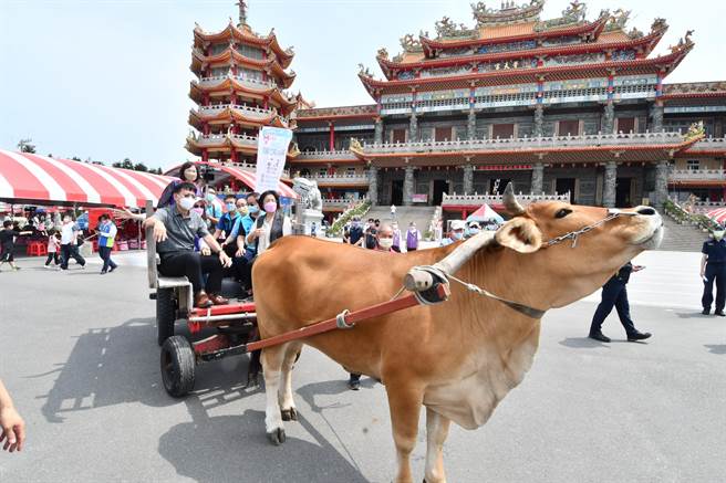 王惠美說，芳苑海牛文化已傳承百年，現在有在「上班」的海牛僅剩８隻，觀光協會已訓練出4隻年輕海年，期盼能讓海牛文化永續傳承。（吳建輝攝）