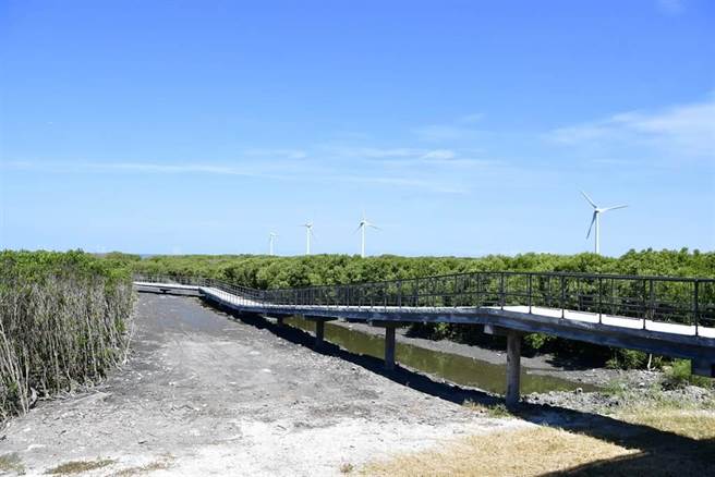 紅樹林海空步道約有1028公尺，民眾能穿梭在1.8至2公尺的紅樹林間。（本報資料照片）