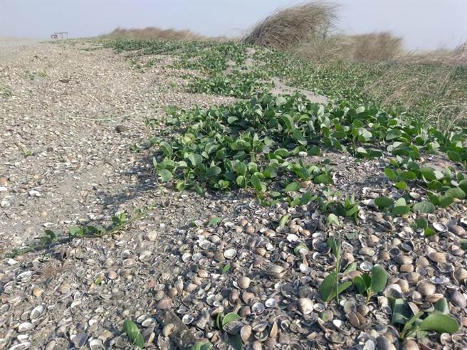 云林县府环保局废物再利用文蛤壳，铺设于浊水溪裸露地上，让马鞍藤攀附植生，抑制扬尘效果十分好。（周丽兰摄）