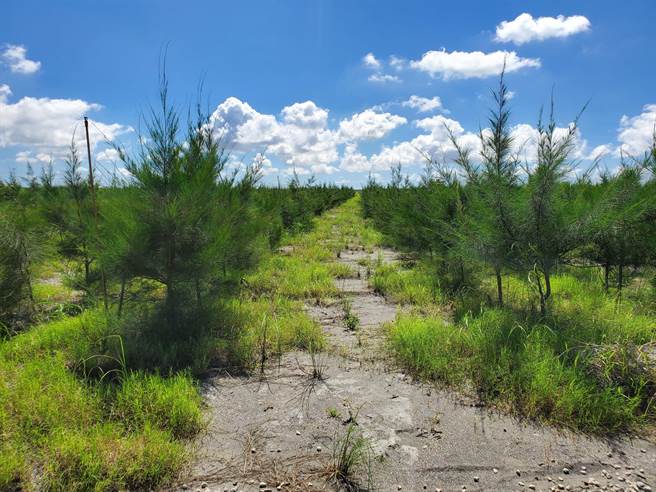 2018年起中央与地方共同执行「浊水溪扬尘防制及改善行动方案」解决之，整治工法也使浊水溪生态復育了。（周丽兰摄）