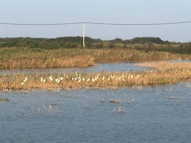 浊水溪扬尘治理的边际效应是麦寮乡出海口出现东方白鹳、黑面琵鹭等超过200种的鸟类现踪。（云林县环保局提供）