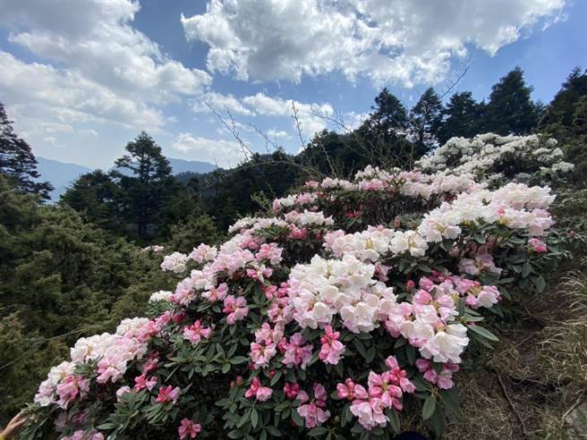 每年合歡山高山杜鵑花盛開，都吸引許多遊客上山賞花健行。（南投縣政府提供／盧金足南投傳真）
