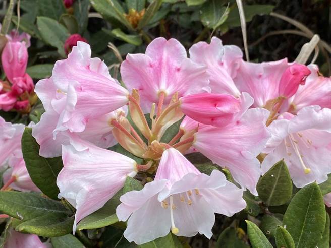 每年合歡山高山杜鵑花盛開，都吸引許多遊客上山賞花健行。（南投縣政府提供／盧金足南投傳真）