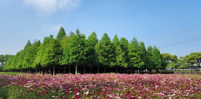 台南市六甲區林鳳營落羽松林旁農地又現花海。（台南市六甲區公所提供／劉秀芬台南傳真）
