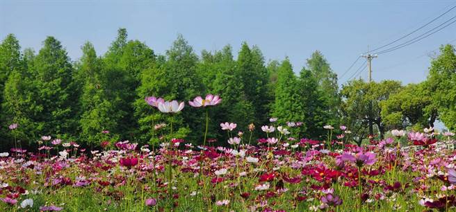 台南市六甲區林鳳營落羽松林旁農地又現花海。（台南市六甲區公所提供／劉秀芬台南傳真）
