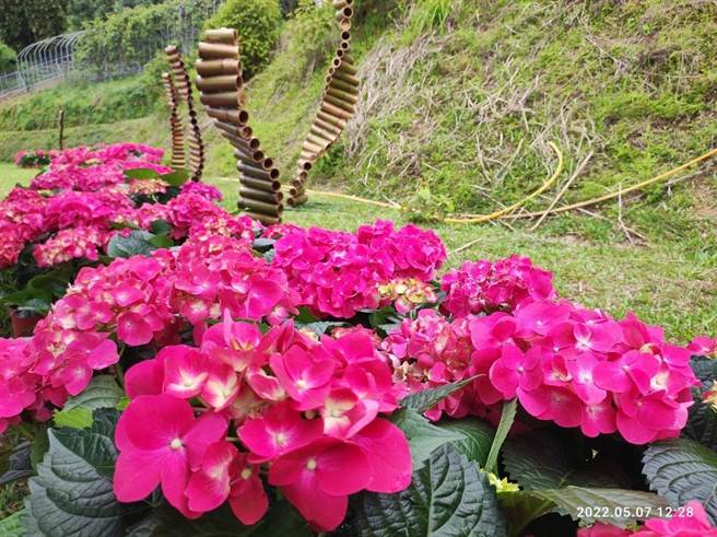 桃园绣球花季登场，全区种植超过1万株绣球花。（农业局提供／蔡明亘桃园传真）