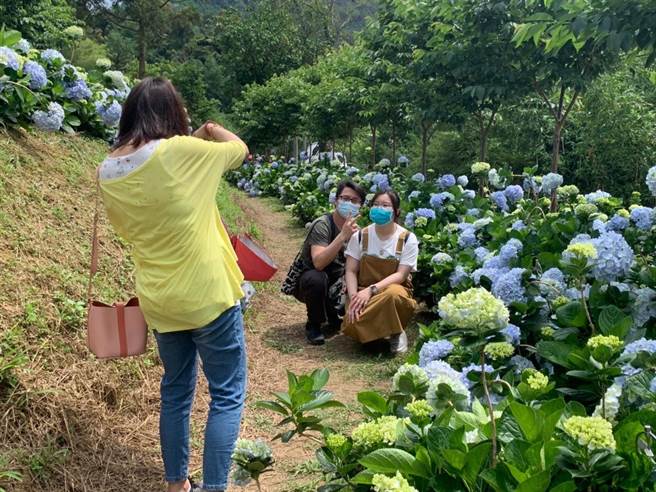 桃园復兴区绣球花海吸引游客拍照打卡。（农业局提供／蔡明亘桃园传真）