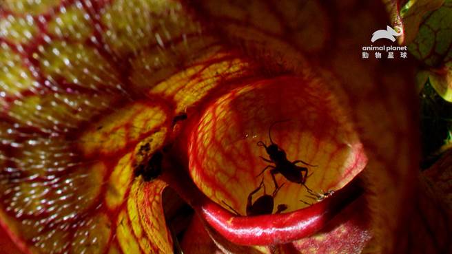 昆虫掉入紫瓶子草滑溜的表面，会被淹死再消化。（动物星球频道提供）