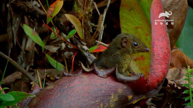 博物学家拍下哺乳动物困在猪笼草的照片，各地报纸疯传。（动物星球频道提供）