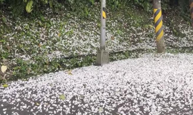 蔡詩萍》油桐花啊，我繼續跑你繼續開著花落著雪。(圖/愛傳媒提供)