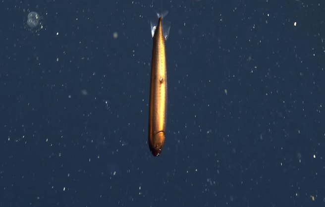 弗氏深巨口鱼身长约16公分，乍看之下犹如鱼雷，栖息深度可达1370公尺。（图／翻摄自MBARI）