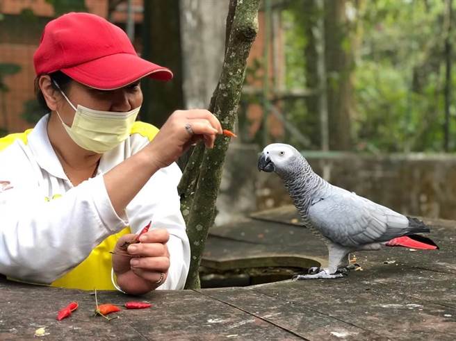 保育員周潔如餵食灰鸚鵡。（柯宗緯翻攝）