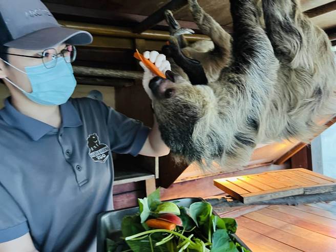 保育員李元華餵食樹懶。（柯宗緯翻攝）