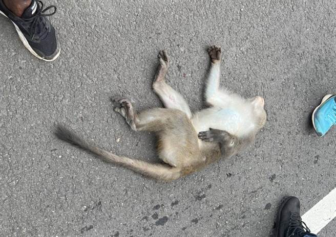 南迴公路发生重机撞猕猴车祸，猴子当场死亡。（民眾提供）