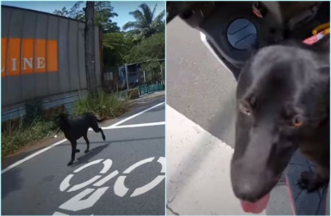 骑士等红灯被黑狗「硬上」。（截自《WoWtchout - 地图型行车影像分享平台》影片）