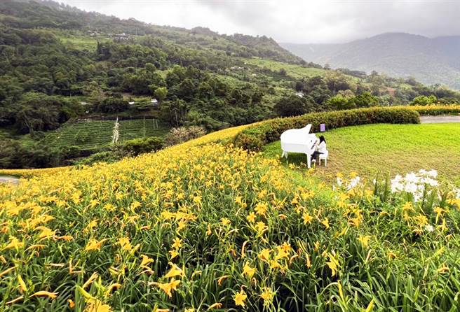 台东知本「天山农场」的金针花海正盛开，今年新增白钢琴装置艺术，吸引不少民眾拍照打卡。（民眾提供）