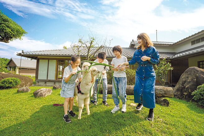 宜兰绿舞日式园区萌宠－羊驼，让妈咪与小孩一同度过美好的亲子时光。图／宜兰绿舞国际观光饭店提供