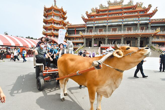 彰化芳苑海牛文化已传承百年，现在仍「上班」中的海牛剩8头，观光协会已训练4头年轻海牛新血，期盼能让海牛文化永续传承。（吴建辉摄）