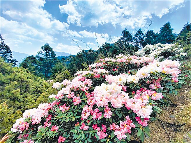 每年合歡山高山杜鵑花盛開，都吸引許多遊客上山賞花健行。（南投縣政府提供／盧金足南投傳真）