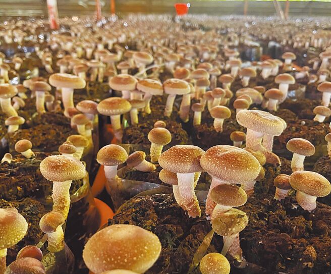 台中沙鹿区清洁队媒合业者将废木料再利用，作为香菇培养料配方。（台中市府提供／陈淑娥台中传真）