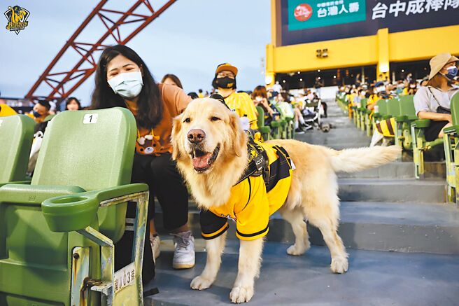 中信兄弟週末舉辦「洲際有ㄍㄨㄢˋㄍㄨㄢˋ主題日」，首日觀眾人數7058人，毛小孩數量歷年最多，狗342隻、貓44隻，還有2隻大象、1隻龍及1草鴞。（中信兄弟提供）