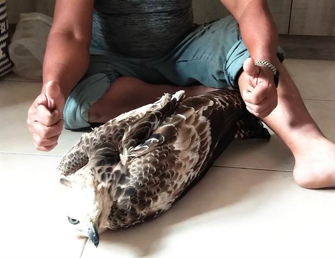 熊鹰羽毛奇货可居，屏东山区出现猎捕行为。(警方提供)