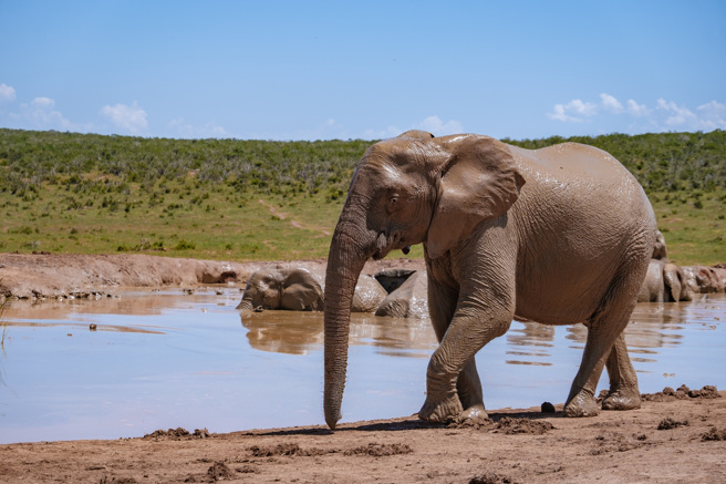泰国林空伍国家公园的水池内惊见5具大象的遗骨。(示意图/达志影像)