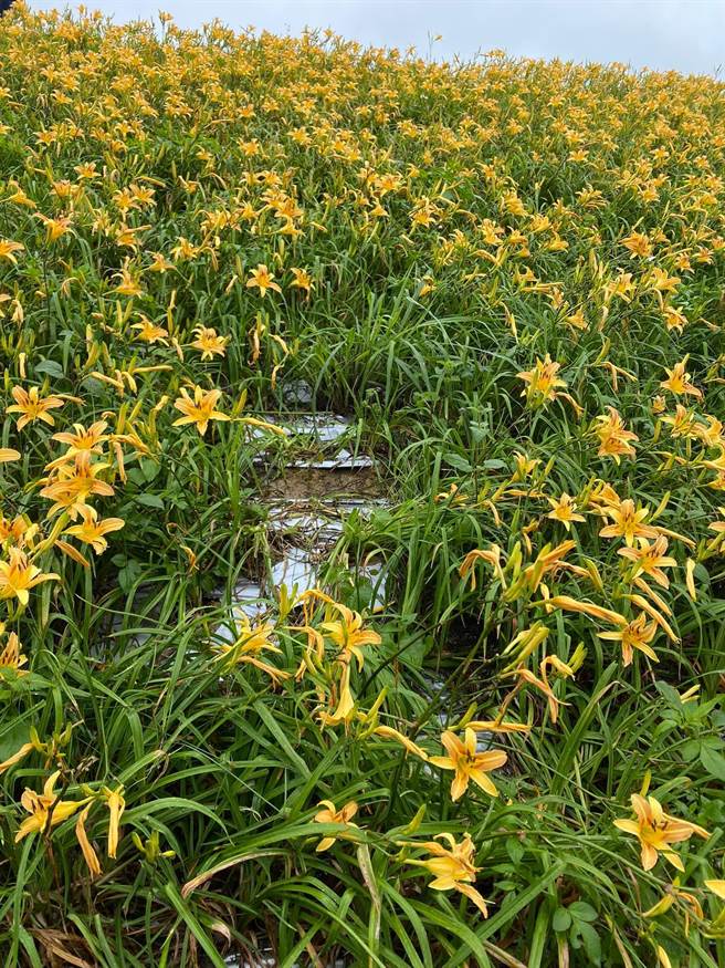 大湖金针花秘境乱象多，许多没有公德心游客任意踩踏花海。（大湖公所提供／李京升苗栗传真）