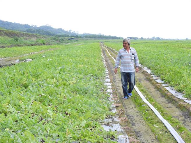 花莲瓜农为了守护西瓜，每逢产季，日夜都要守在瓜田边，查看心血是否安好无恙。（罗亦晽摄）