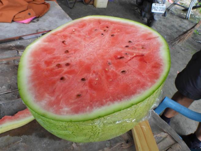 今年气候异常，多雨低温，花莲西瓜产量及重量不如同期，杨姓瓜农说，去年一颗重量约30斤，今年大概25斤，但甜度却较往年好，超过15度，今年价格肯定会比去年好上很多。（罗亦晽摄）
